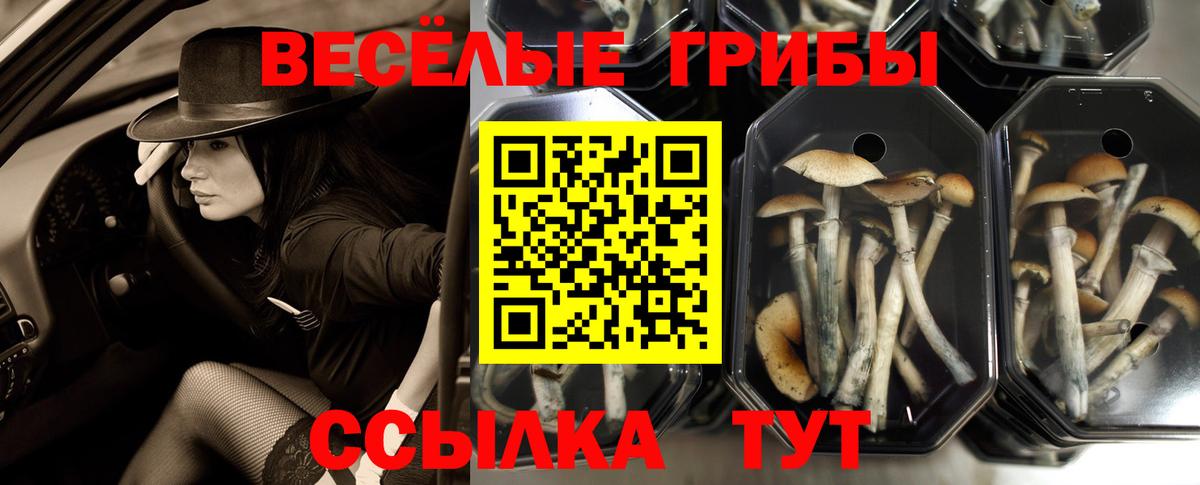 Меф   ГАШ  NBOMe  Унеча  Каннабис  Вход с VPN 